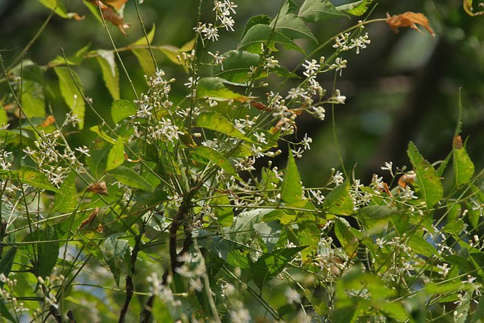 neem leaves with flowering fruits