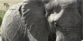 NYC ID Cards: The Big Elephant in our Room