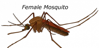 TRAVELING? WATCH FOR MALARIA!