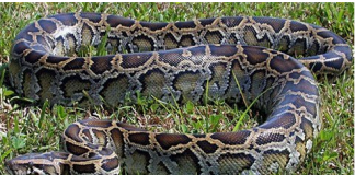 Meet the Legendary Oracle from the Obamas’ Hometown!