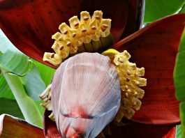 Banana Blossoms Recipes Benefits, and Facts how to cook banana flower