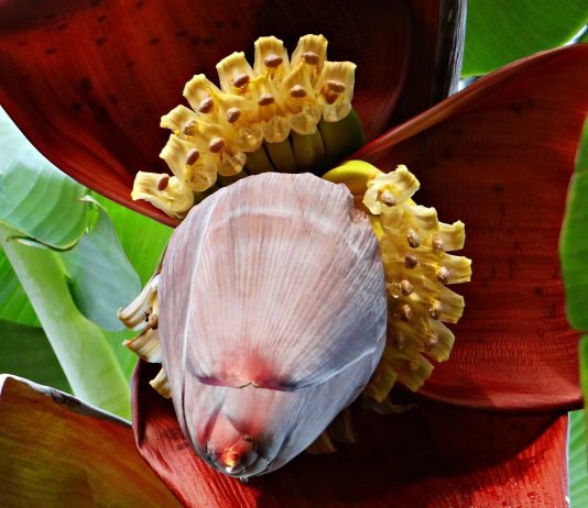 Banana Blossoms Recipes Benefits, and Facts how to cook banana flower