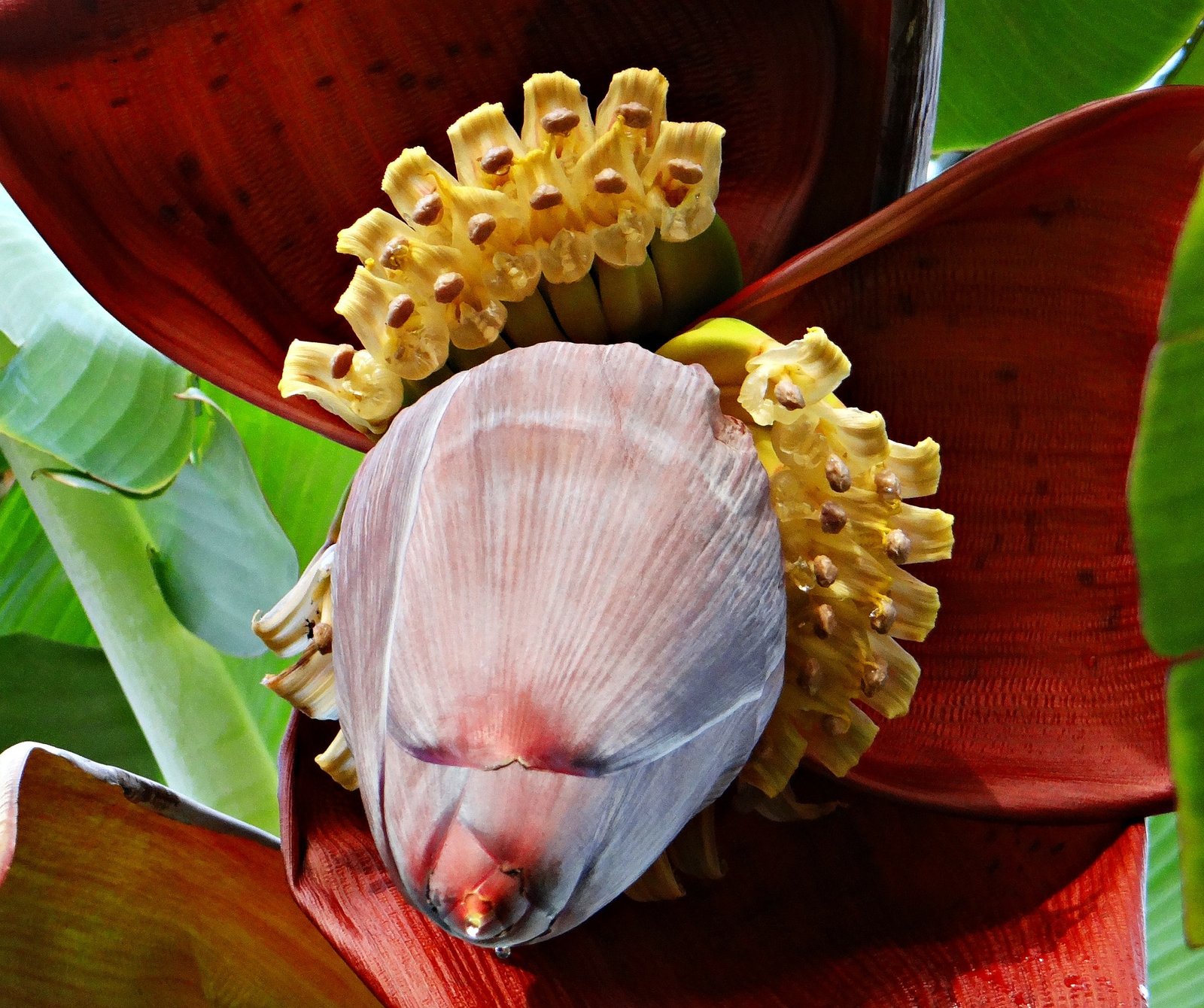 how to cook banana flower