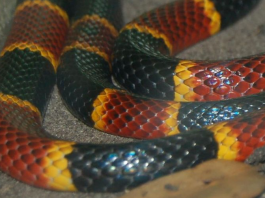 List of Edible snakes https://www.flickr.com/photos/elvissa/199850858