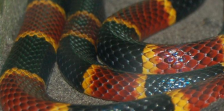 List of Edible snakes https://www.flickr.com/photos/elvissa/199850858