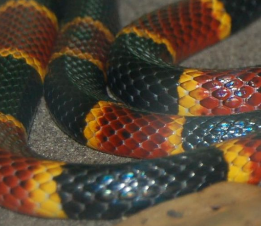 List of Edible snakes https://www.flickr.com/photos/elvissa/199850858