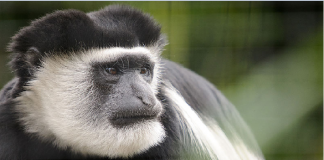 Rare Animals and Insects Found in Africa