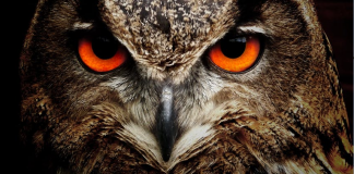 Seeing Animals in your Dream? Some African Interpretations