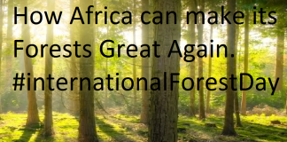 How Africa can make their Forests great Again| African Forests