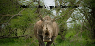 Is Wildlife at the Verge of Extinction?