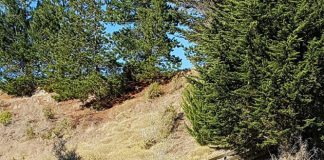 Wildlife, Tourism, and Kidnapping