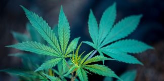 350 Marijuana Possession Convictions Sealed