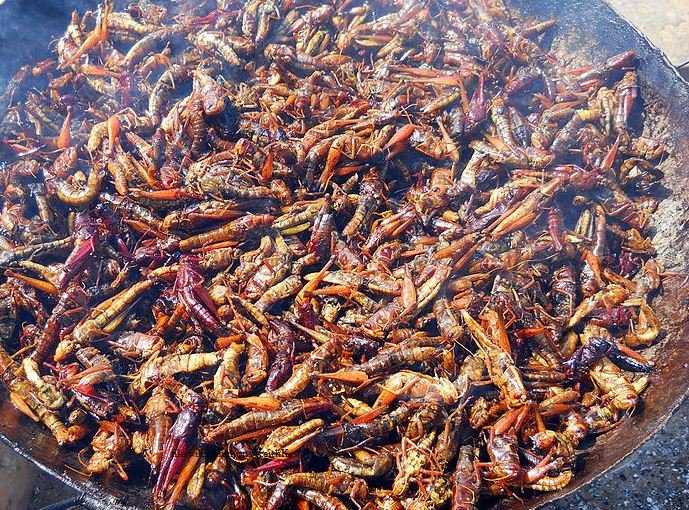 Fried Grasshoppers