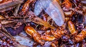 The Secret to Preparing a Tasty Nswaa| Ugandan Cuisine nswaa recipe