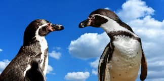 Embrace Your Penguin