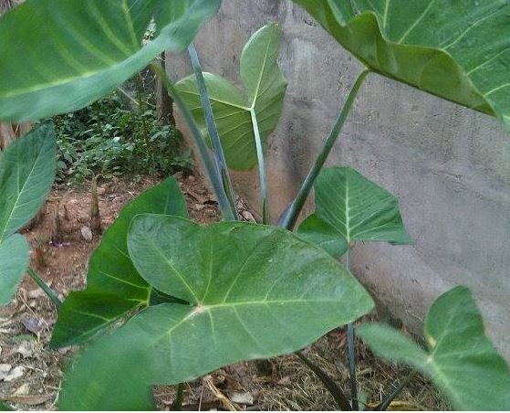 cocoyam leaves