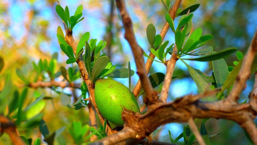 argan oil from argan tree