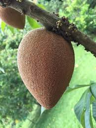 sapote oil for hair growth