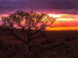 How Well Do You Know Africa?: 31 Fascinating Facts About Africa