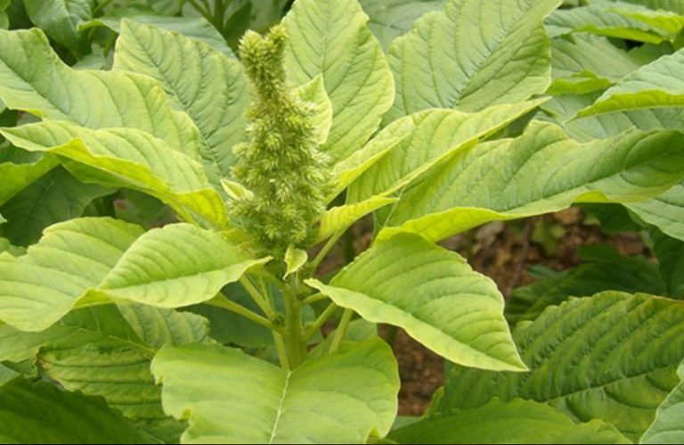 Marogo Botswana Stewed Morogo – African Healthy Leafy Green – Afro Gist Media