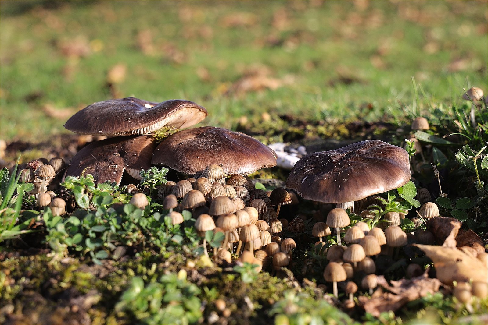 How to Bake Wild Edible African Mushroom Pizza Afro Gist Media