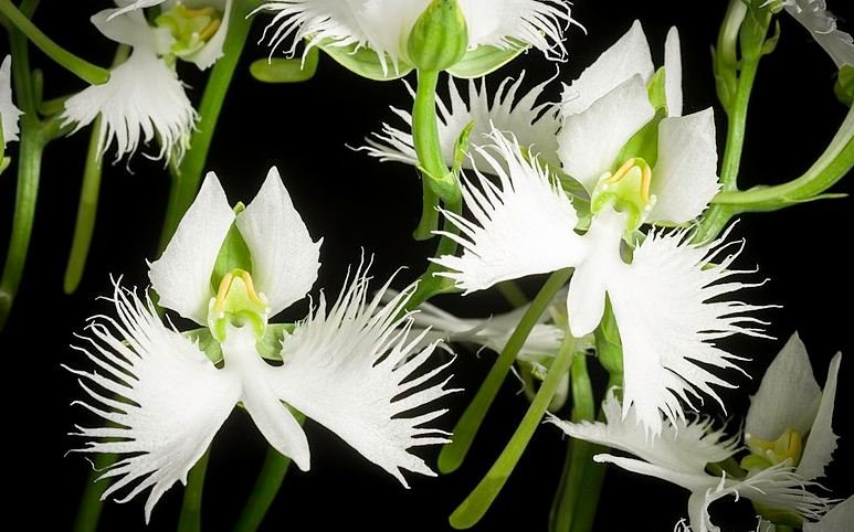 flores de orquídeas 