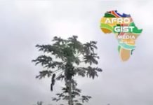 A Wonder Pawpaw Tree in Nigeria