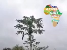 A Wonder Pawpaw Tree in Nigeria