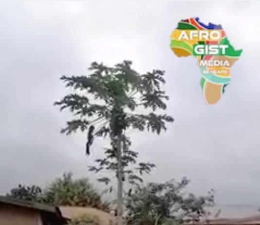 A Wonder Pawpaw Tree in Nigeria