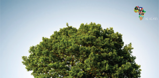 4 Biblical Trees That Reveal The Wonders Of Salvation